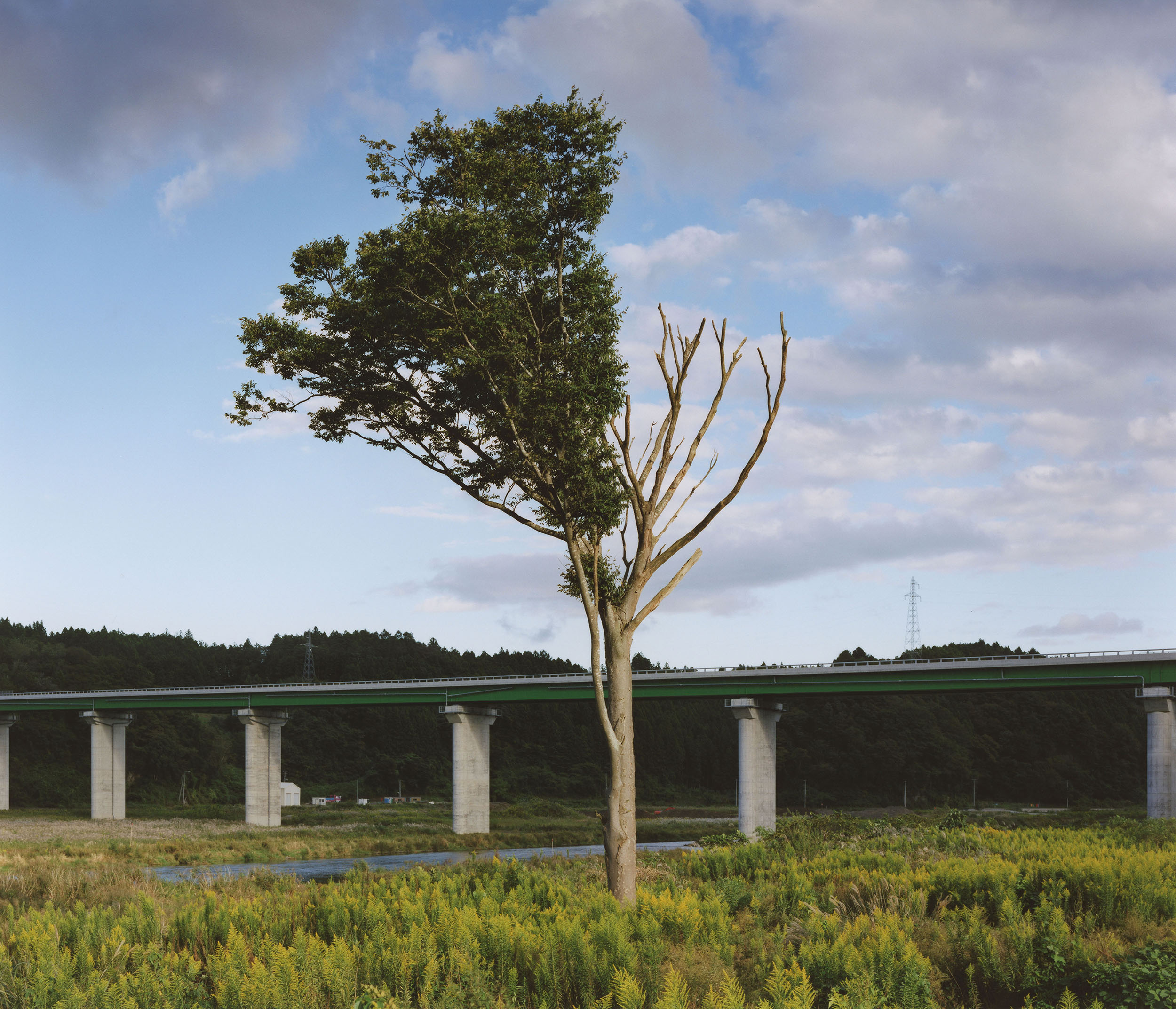 Photographie extraite du livre Tsunami Trees de Naoya Hatakeyama (Light Motiv, 2026) représentant un arbre avec une moitié de branches dénudées (mortes) et une moitié de branches recouvertes de feuilles vertes, installé en premier plan d'un haut pont routier.