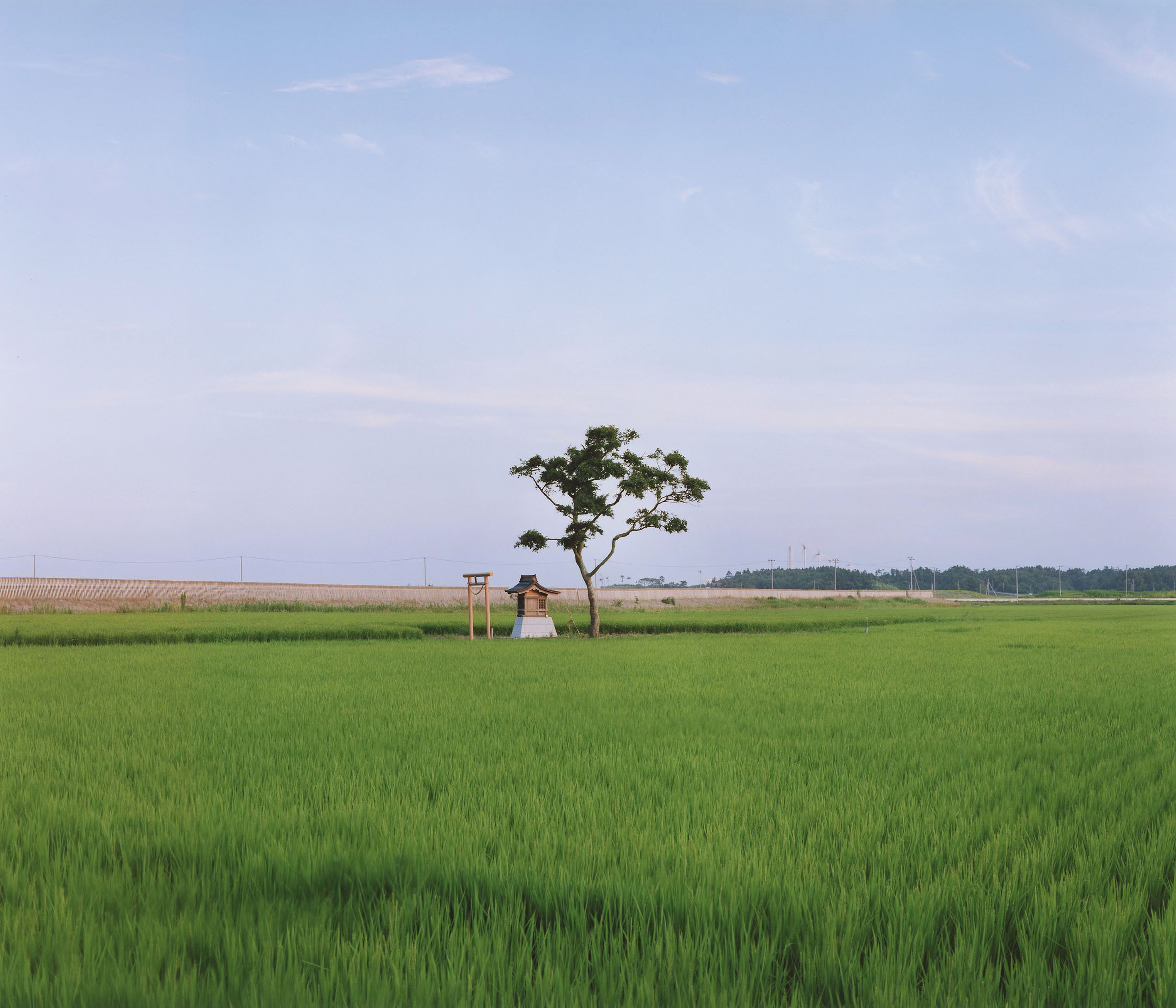 Photographie extraite du livre Tsunami Trees de Naoya Hatakeyama (Light Motiv, 2026) représentant un arbre et une petite structure de bois au milieu d'un champ vert.