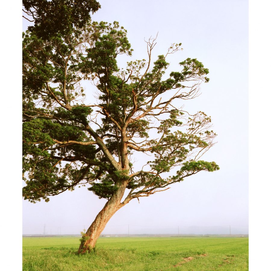 Couverture du livre TSUNAMI TREES du photographe Naoya Hatakeyama publié aux Editions Light Motiv en 2026, sur la disparition et la renaissance des arbres à la suite du tsunami dayant touché les côtes du Japon le 11 mars 2011.