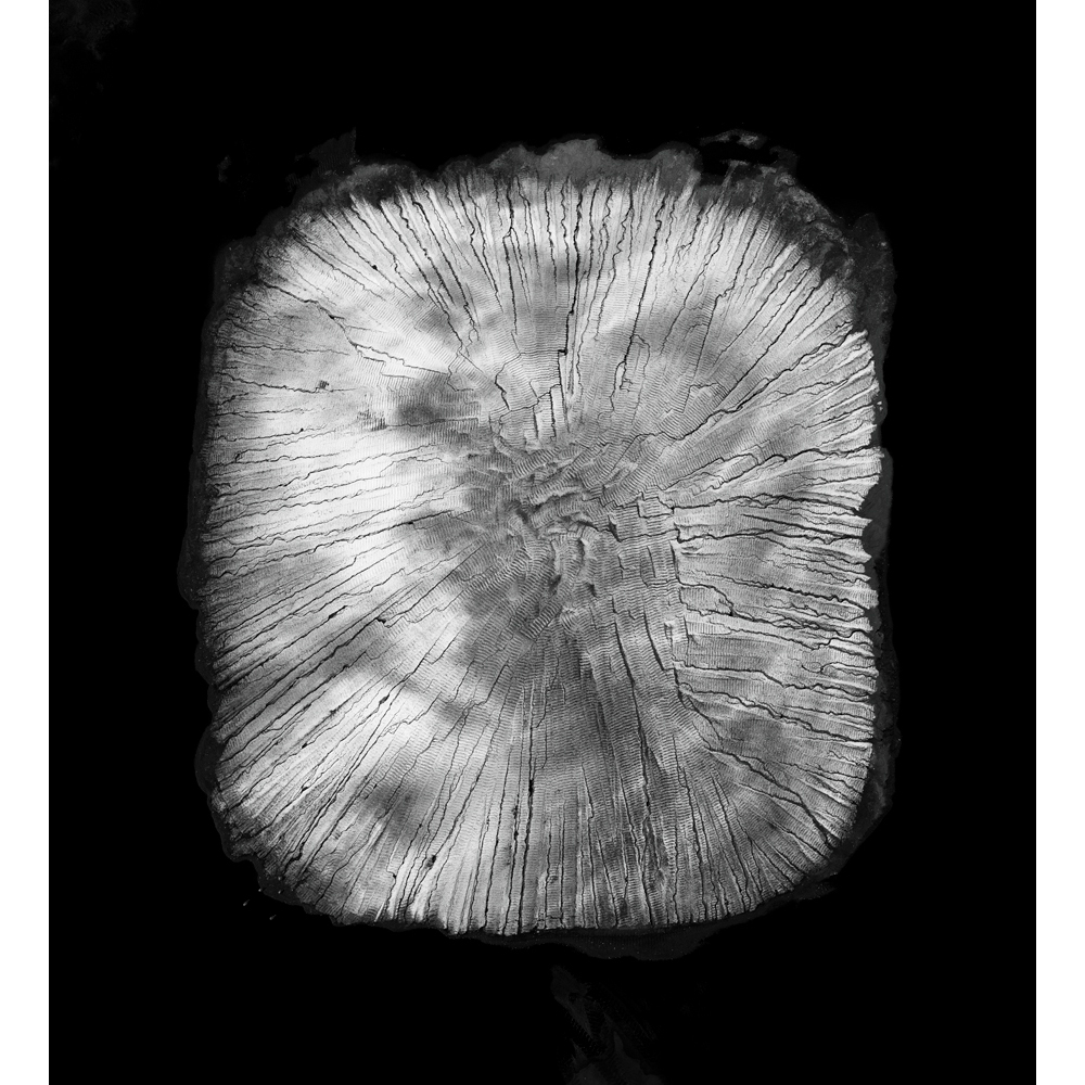 Couverture du livre photographique FOSSIL de Jérémie Lenoir publié par les Editions Light Motiv en octobre 2026, sur son travail de paysages aériens réalisé sur l’extraction, le stockage et l’usage des minéraux et plus particulièrement du charbon le long des 1200km du Rhin, de sa source au Lac Constance à son estuaire aux Pays-Bas.