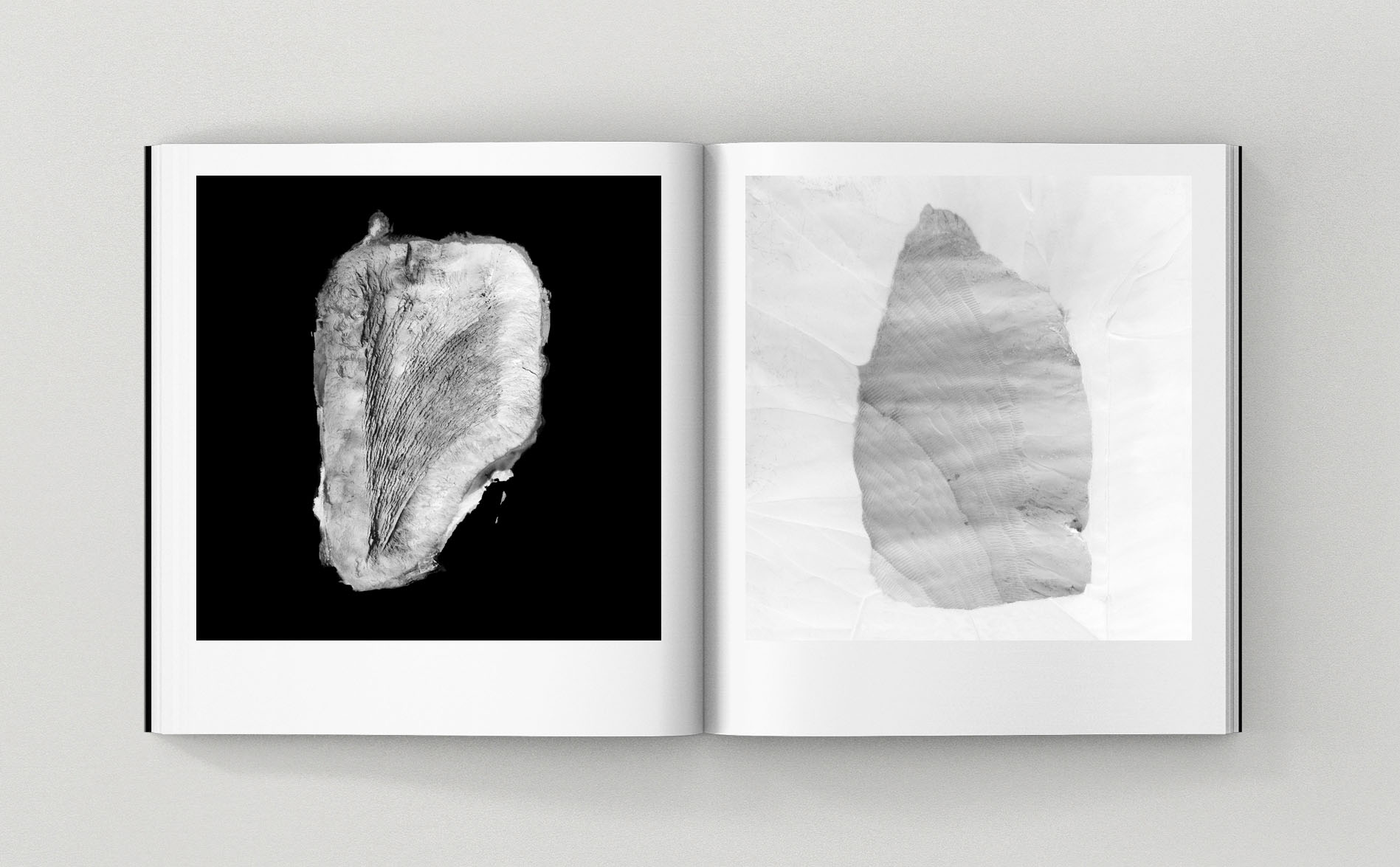 FOSSIL – Image 7